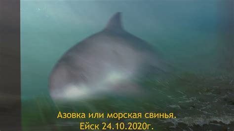 Азовка дельфин