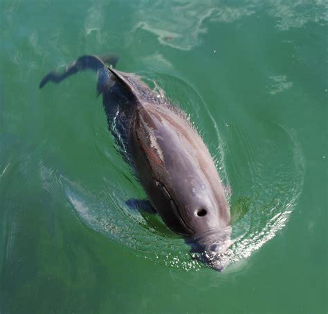 Азовка дельфин