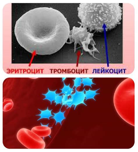 Анализ крови тромбоциты
