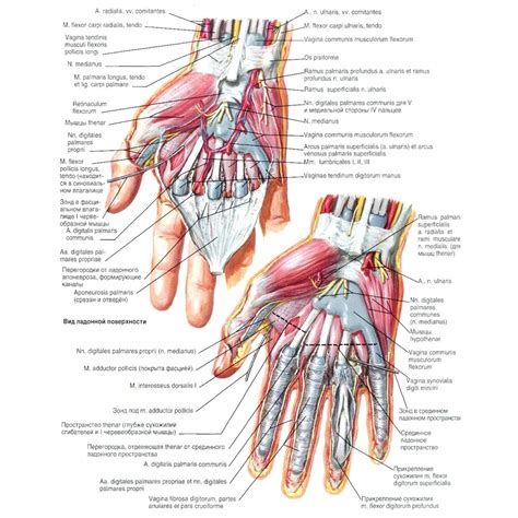 Анатомия руки человека