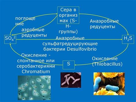 Анаэробные бактерии для септика