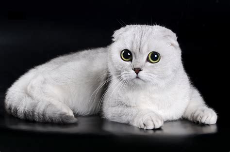 Британская шиншилла кошка фото