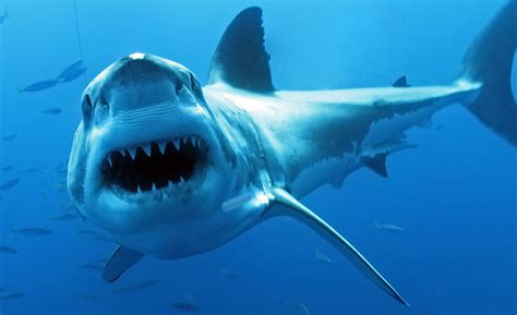 Водятся ли акулы в средиземном море