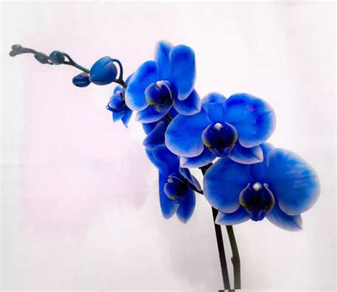 Голубая орхидея 90 е
