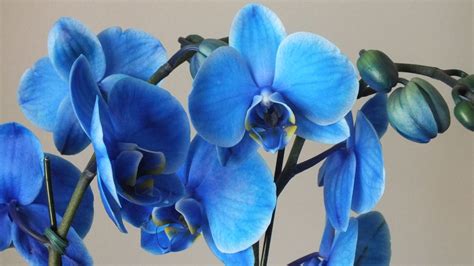 Голубая орхидея 90 е