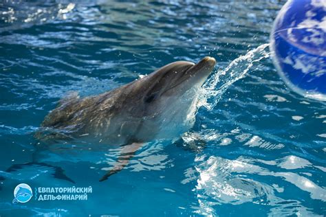 Дельфинарий в евпатории