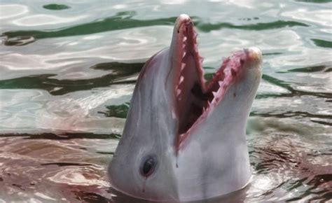 Дельфины насилуют людей