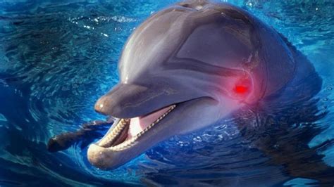 Дельфины насилуют людей
