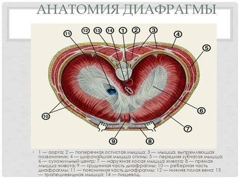 Диафрагма анатомия