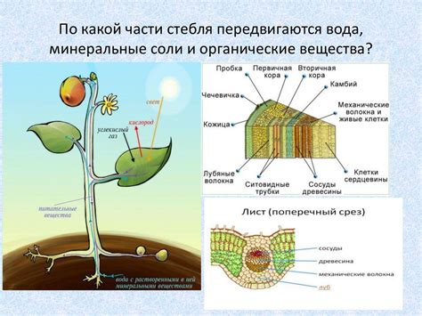Для доказательства того что в состав клеток растений входят минеральные вещества следует
