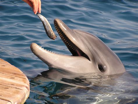 Едят ли дельфинов