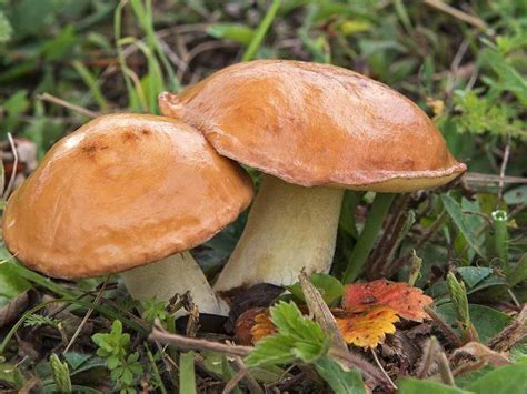 Есть ли грибы в подмосковье сейчас 2022 году