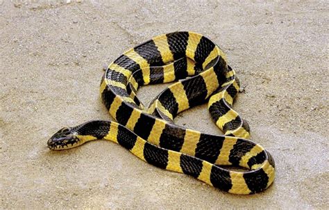 Змея с желтой головой