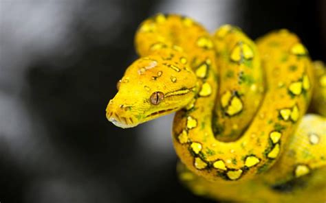Змея с желтой головой