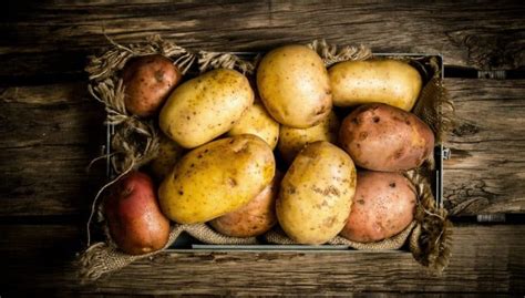 К какому семейству относится картофель