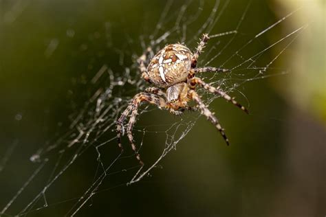 К чему паук ползет по человеку
