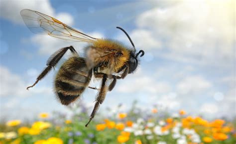 К чему снятся пчелы во сне
