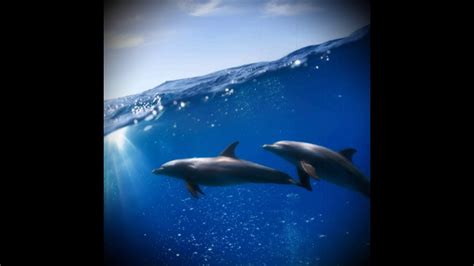 Как дельфины мы уходим в плавание текст