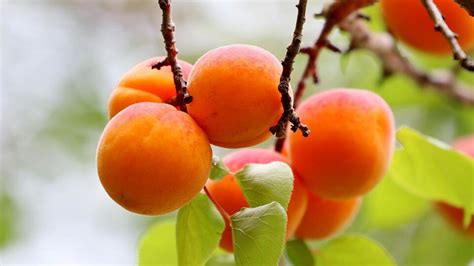 Как посадить косточку абрикоса в домашних условиях в горшок