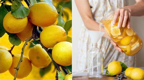 Как сделать лимонную воду в домашних условиях