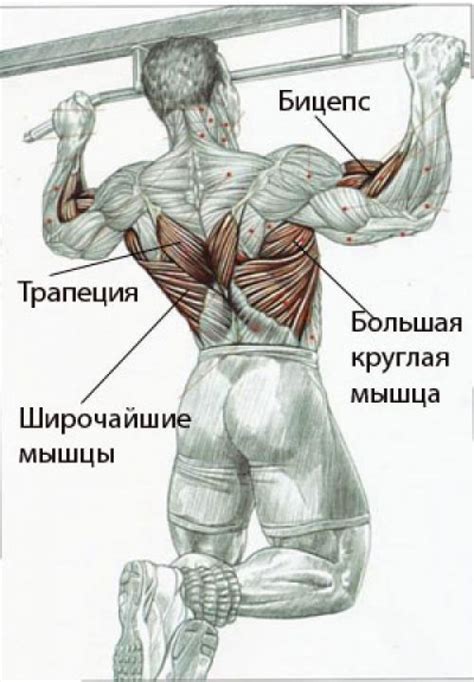 Какие мышцы качаются при подтягивании