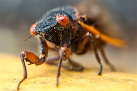 Какое насекомое живет сутки