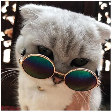 Крутой кот в очках