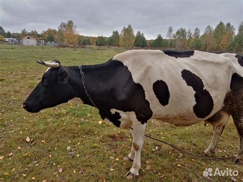 Купить корову в крыму