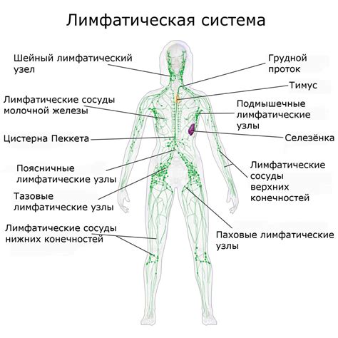 Лимфатическая система человека