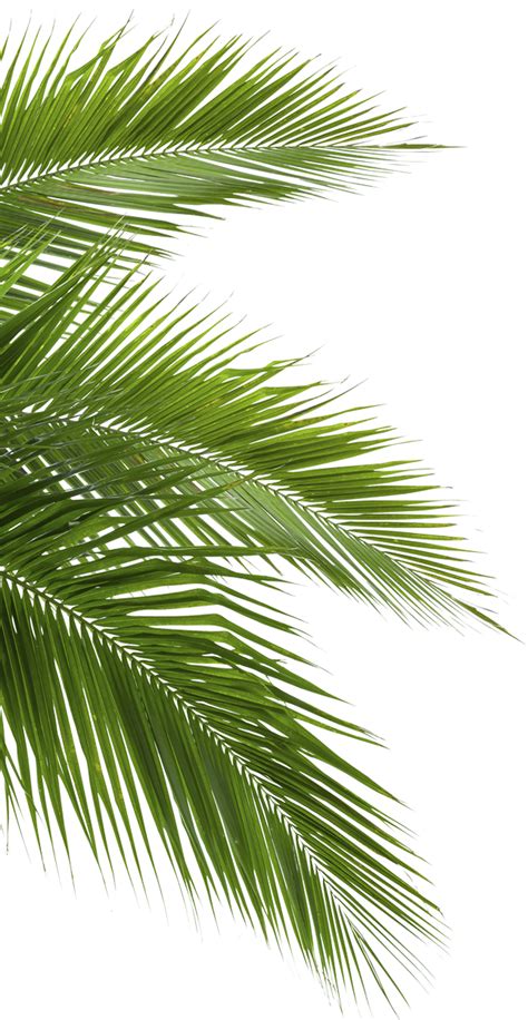 Лист пальмы пнг