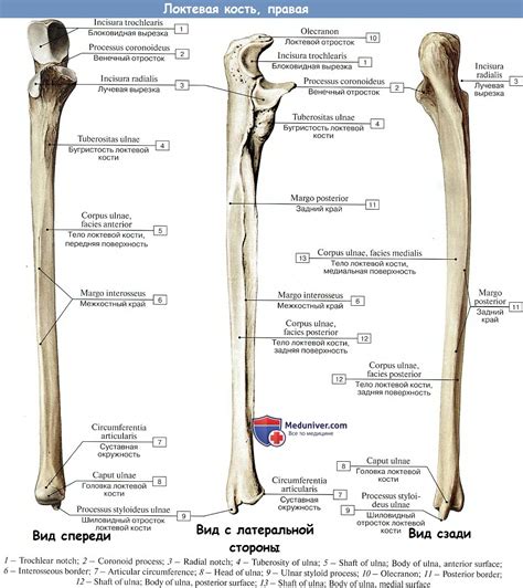 Локтевой отросток локтевой кости анатомия