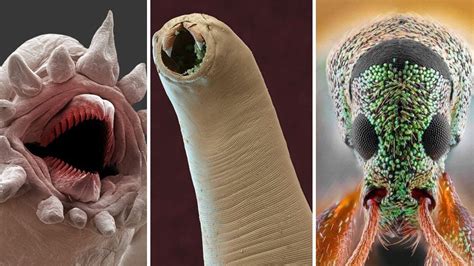 Микробы под ногтями