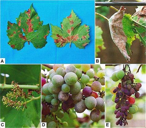 Милдью винограда фото и чем лечить