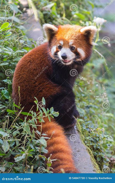 Оранжевая панда
