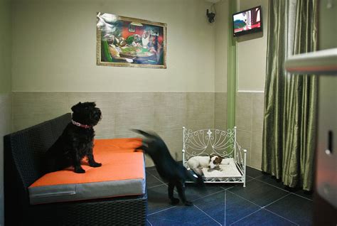 Отель для собак в москве
