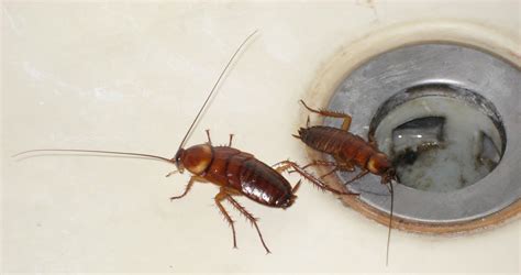 Откуда появляются тараканы в квартире и как с ними бороться