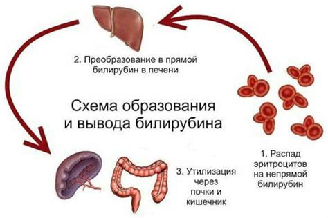 Повышенный билирубин в крови у мужчин