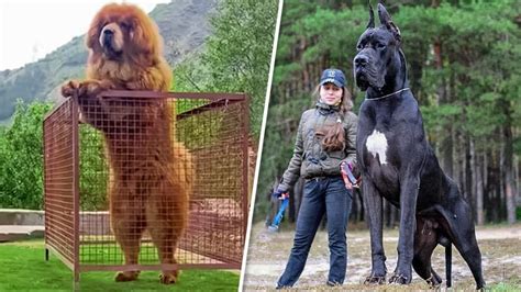 Покажи самую большую собаку в мире