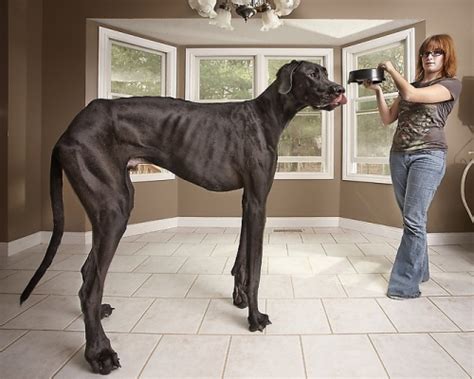 Покажи самую большую собаку в мире