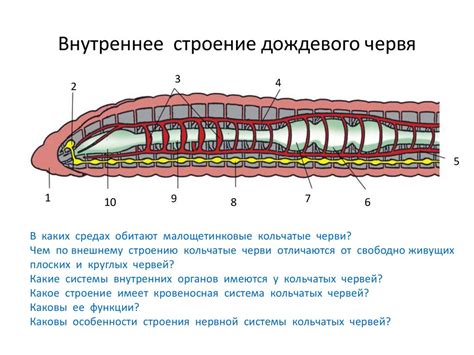 Полость тела кольчатых червей