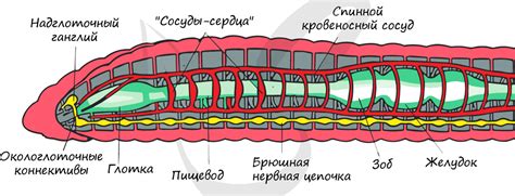Полость тела кольчатых червей