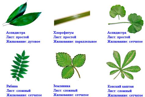 Понаблюдайте у каких растений происходит изменение окраски листьев какова она у разных растений