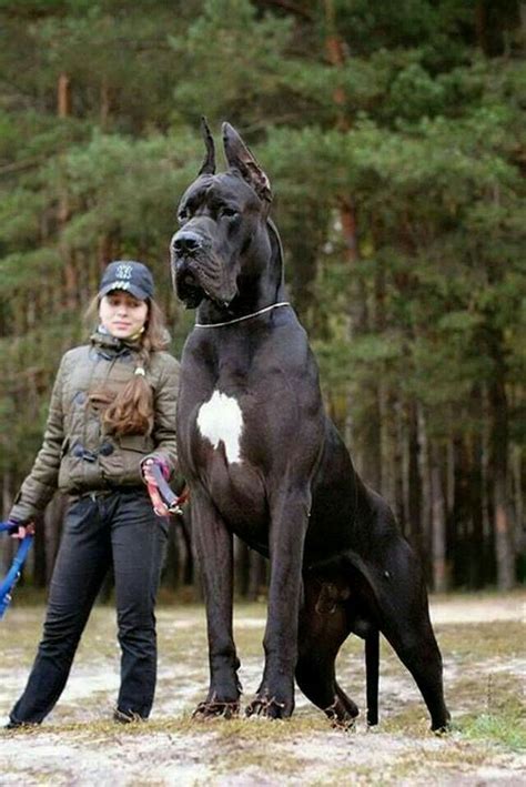 Породы крупных собак с фотографиями