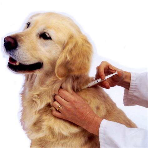 Прививки собакам по возрасту