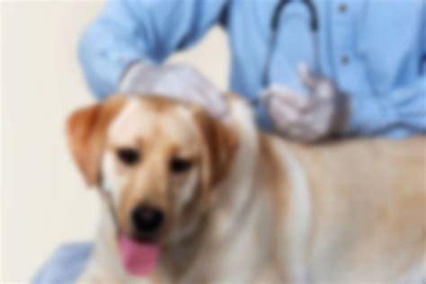 Прививки собакам по возрасту