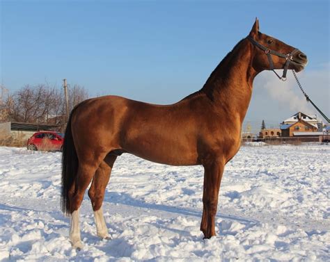 Продажа лошадей в кемеровской области