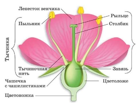 Распознавание цветка по фото