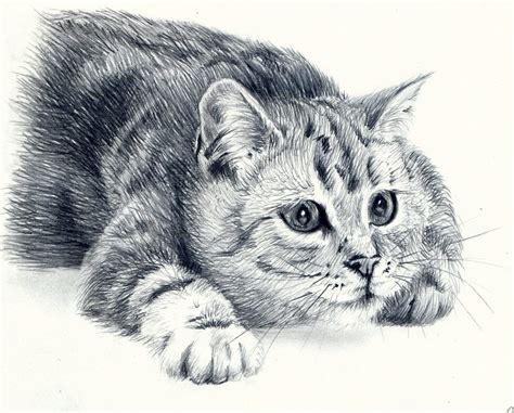 Рисунки котов