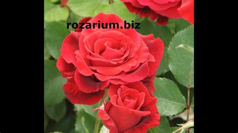 Роза гранд аморе энциклопедия роз