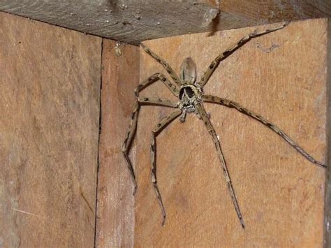 Самый огромный паук в мире за всю историю